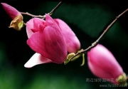 南召绿野园林花木公司 花卉种植与相册图片的完美融合