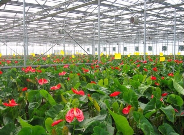 花卉大棚严寒季节供暖全攻略