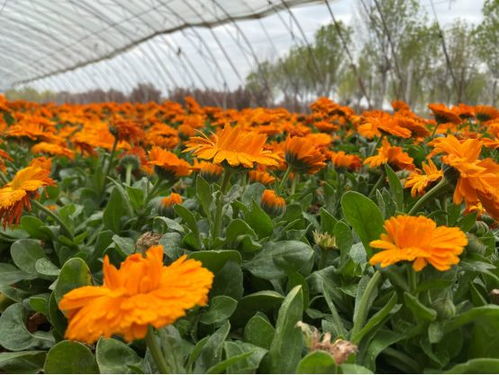 十项行动见行见效丨特色花卉种植让乡村振兴“花样”更多