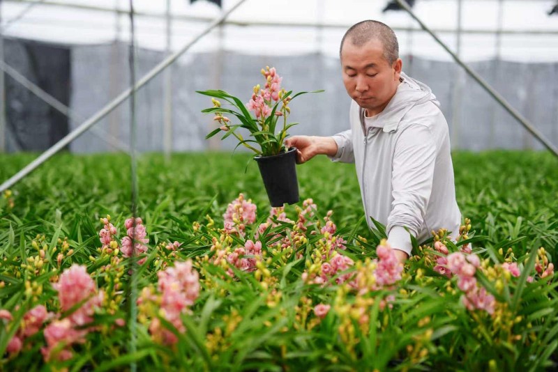 新“花”样来袭，李冠军夫妇做到了！花卉种植迎来甜蜜革命