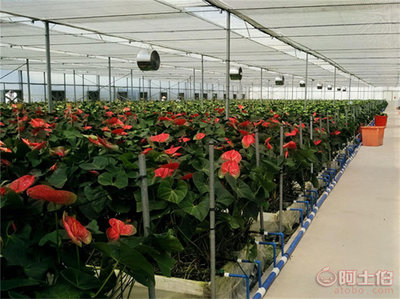 【种植大棚 花卉大棚建造 造价低 施工快】 - 产品库