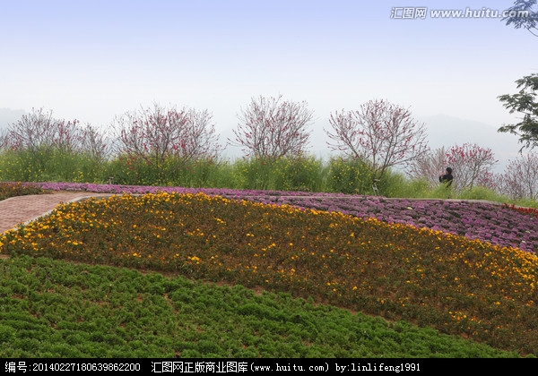 花卉种植入门指南 从选种到开花的完整教程