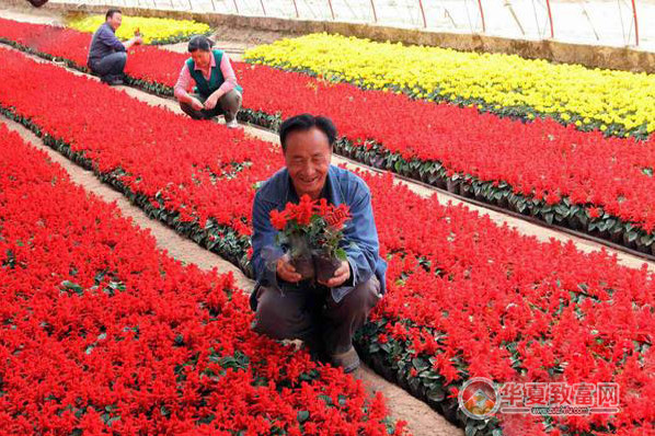 花卉种植加盟费用解析 所需投资在17.45万元以上