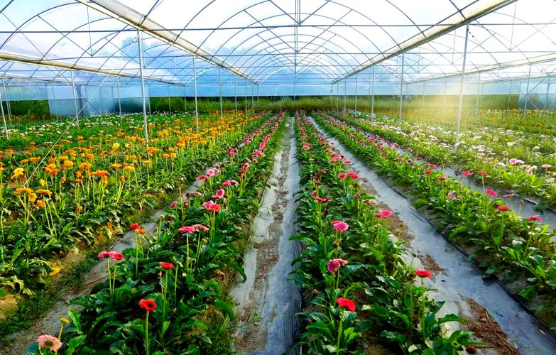 专用于种植非洲菊、百合、月季、玫瑰及小雏菊的花卉种植指南