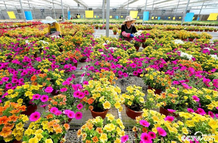 青岛即墨 花卉基地春意浓 花农劳作盼丰收