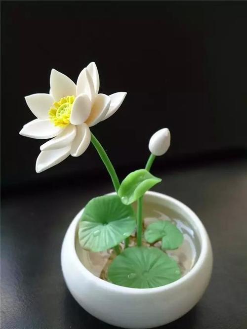 哪些花卉苗木种植有前景,经济效益高?