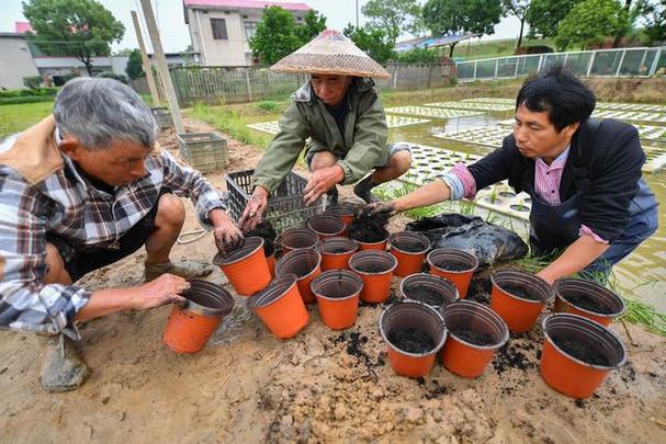 当地农民利用"水上种植"技术,在池塘的水面上进行水稻,蔬菜,花卉种