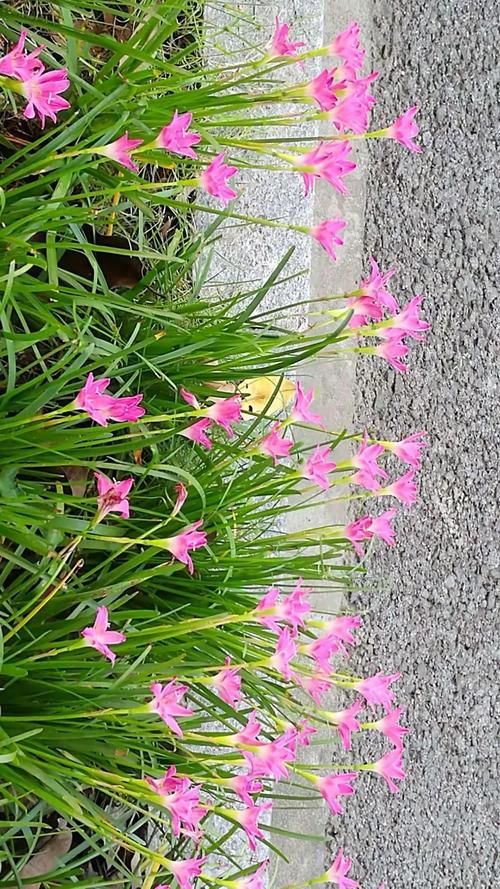 韭兰:草本花卉,花色粉红,娇小玲珑.草地及花基种植较多
